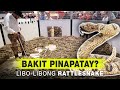 Bakit Pinapatay Libo Libong Rattle Snake