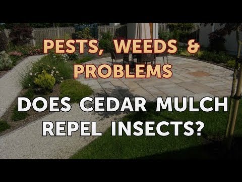 download lagu mp3 mp4 Does Cedar Wood Repel Insects, download lagu Does Cedar Wood Repel Insects gratis, unduh video klip Does Cedar Wood Repel Insects