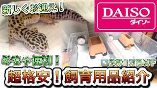 【ヒョウモントカゲモドキ】予算約1万円！めちゃ便利！ダイソーで買える超安価飼育用品を紹介！
