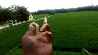 preview picture of video 'beautiful long nails and beautiful stretch of rice fields'