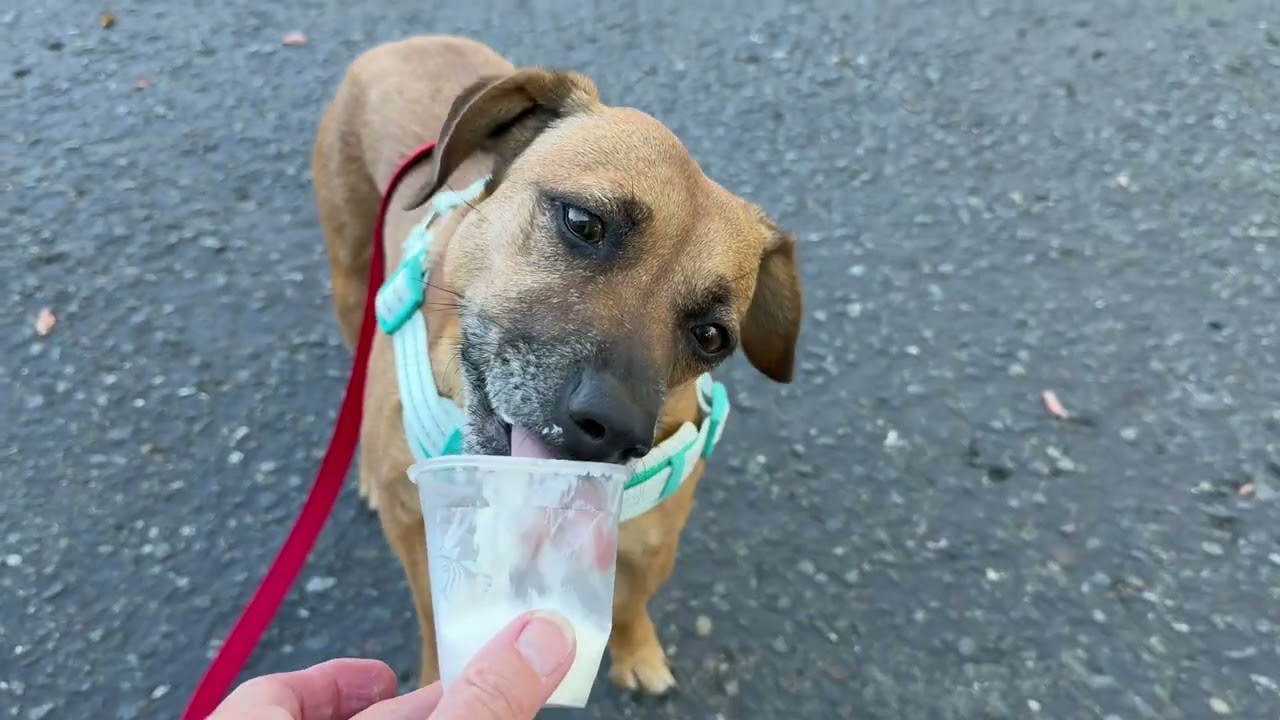 Enlarge Gigi, a Adoptable mixed breed in Walnut Creek, CA video 5/5