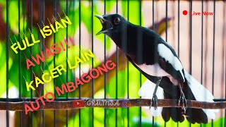 Download lagu Kacer  Tembakan Pedes Buat Kacer Lain Bongkar Materi! Roll Temabak Rapat mp3