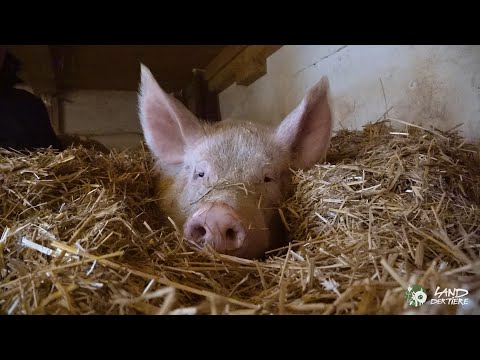 „Kraulen statt Killen“ mit Vincent und Anni