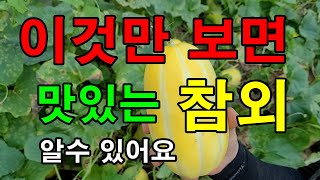 잘익은 참외 고르는방법::참외 수확시기 알수있는방법, 이것만 보면 알수있어요.