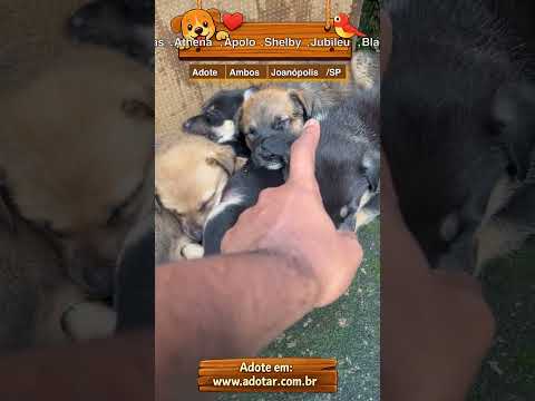 Vídeo de Atlas,Athena,Apolo,Shelby,Jubileu,Black