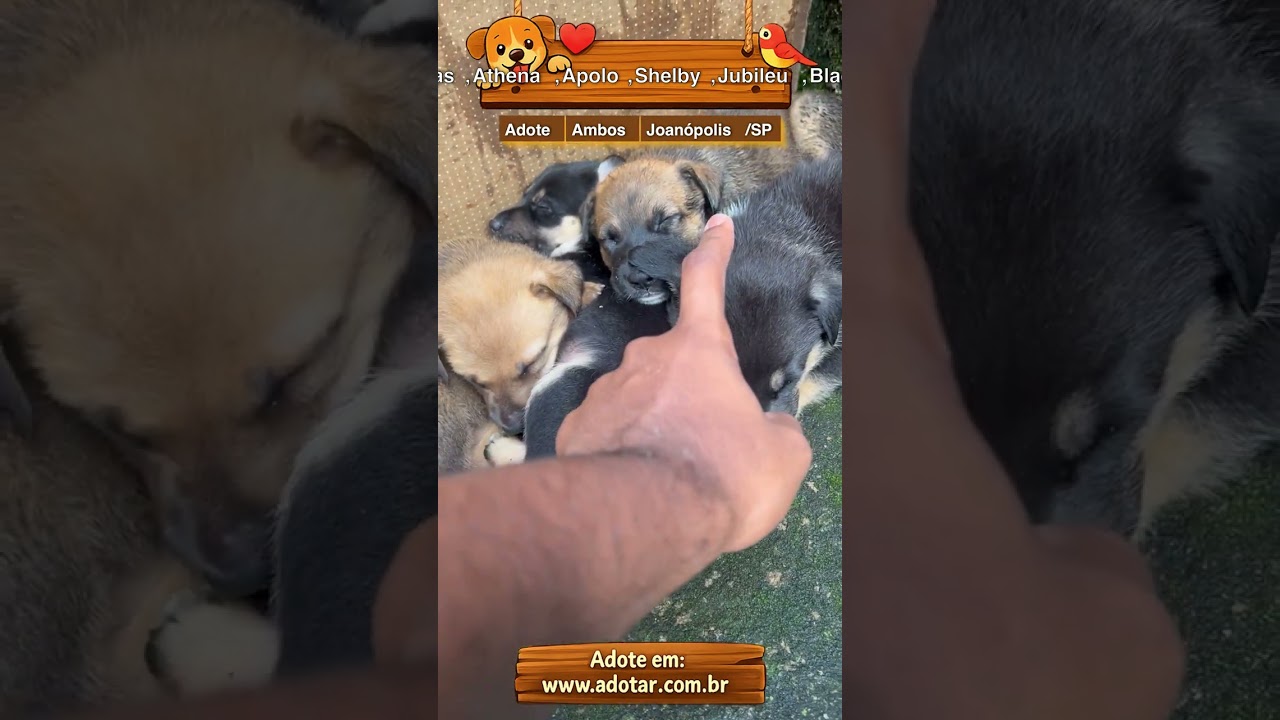 Cachorro raça SRD-ViraLata idade Abaixo de 2 meses nome Atlas,Athena,Apolo,Shelby,Jubileu,Black