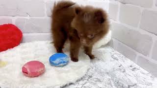 ハーフ犬の動画01