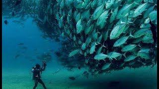 Download lagu SPEARFISHING | tembak ikan dilaut mp3
