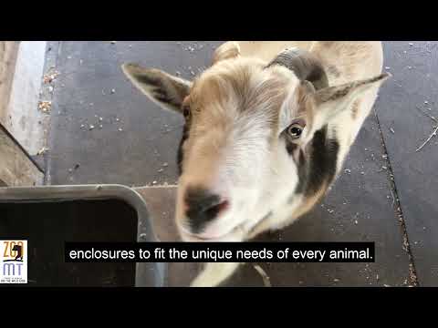 Be the Zookeeper: Goat Habitat Design!