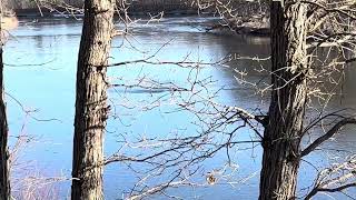 Swans on the river.
