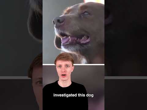 World's Oldest Dog Just Died