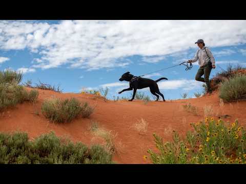 Big boisterous dog walks at Best Friends Animal Sanctuary