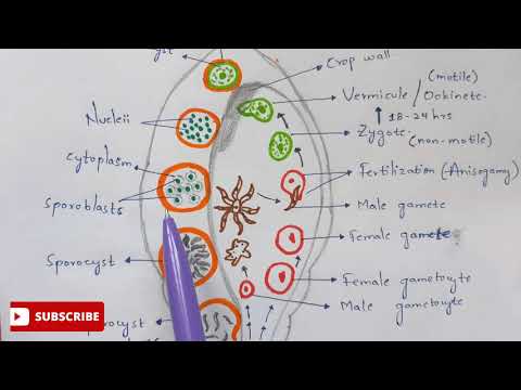 Inter 2nd year SYNAPTIC TRANSMISSION ZOOLOGY