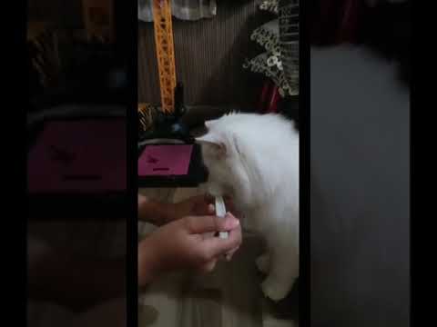 Cats will make you laugh your head off - Funny Cats Video 2020