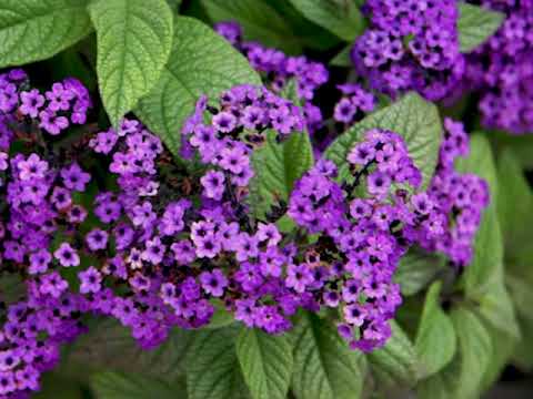 Heliotrope flower | Fragrance flower for garden