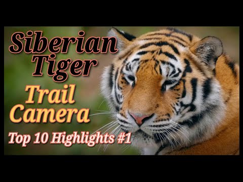 🐯Top 10 Siberian Tiger Trail Camera Footage Highlights 1 #tiger #siberian #trailcam #highlights