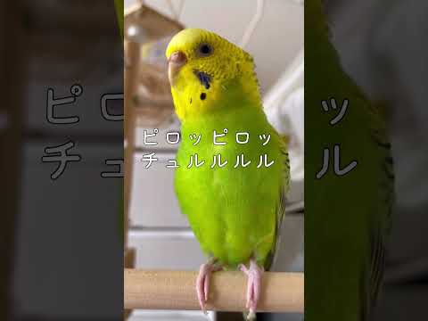 ペイントされたインコについて詳しく解説