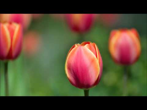 download lagu mp3 mp4 محمد المحيسني سورة البقرة, download lagu محمد المحيسني سورة البقرة gratis, unduh video klip Download محمد المحيسني سورة البقرة Mp3 dan Mp4 Free All Gratis