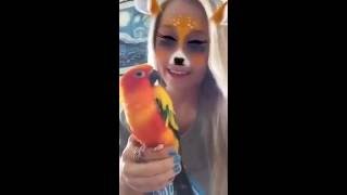 faze tari papagalul rau