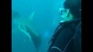 preview picture of video '2DIVE4 SCUBA trip - Aliwal Shoal 2011 - Baited Shark Diving'