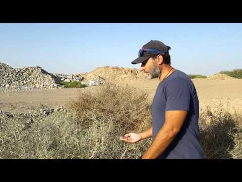 Plants of Oman-Calligonum comosum