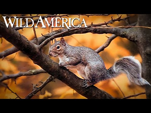 Wild America | S10 E1 Bushytails | Full Episode HD