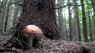 preview picture of video 'Mushroom Hunting in CZ'