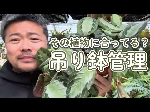 園芸 マネーバスケット、トラスピ