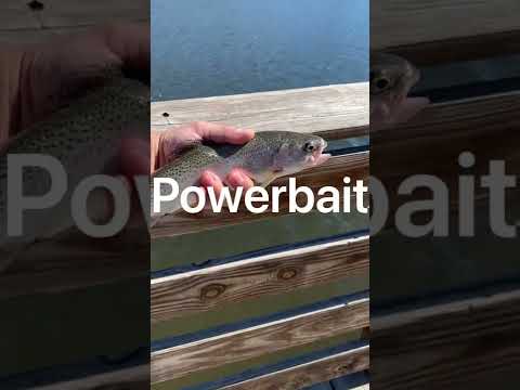How to catch trout using powerbait (for beginners)
