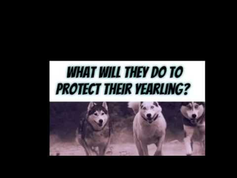 "Of Wolves and Men" Trailer