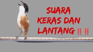 Download lagu Masteran cendet full Gacor  agar cendetmu mau buka paruh dan NEMBAK panjang ‼️‼️(REKOMENDASI) mp3