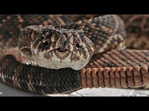 LEYENDA LLANERA EL CASCABEL DEL DIABLO