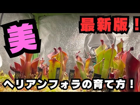 園芸 老人のひげ、クモユキノシタ、ストロニフェラスユキノシタ