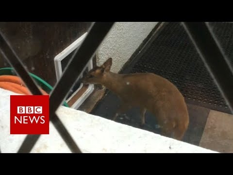 Muntjac deer's use of dog flap surprises Wiltshire owner - BBC News