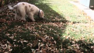 Sleigh Bells - Straight A's