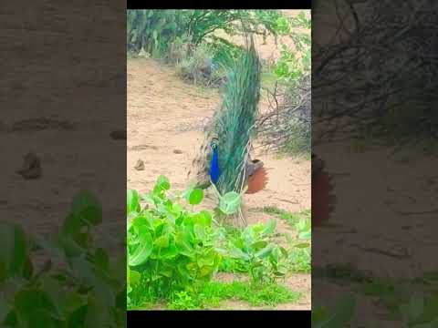 The peacock spread             #peacock #peacockdance