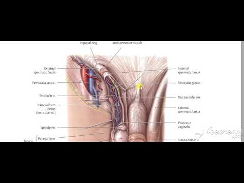 Male reproductive system