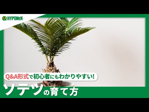 園芸 ソテツ、サゴ、サゴヤシ、ピースヤシ