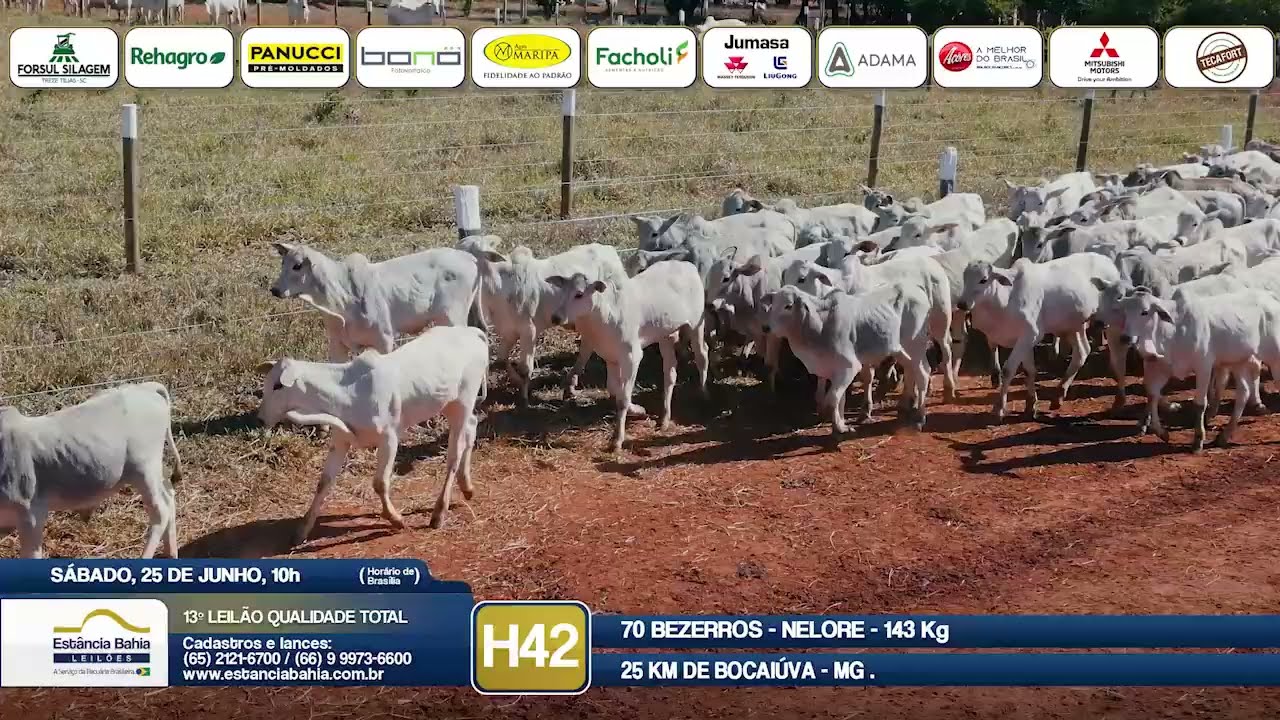 Vídeo LOTE H42 - 13º Leilão Qualidade Total 2022