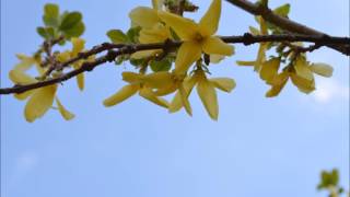 Masi gul bano afsana part 1