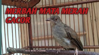 Download lagu SUARA PIKAT MERBAH MATA MERAH GACOR (MERBAH BELUKAR) mp3 Download lagu SUARA PIKAT MERBAH MATA MERAH GACOR (MERBAH BELUKAR) mp3