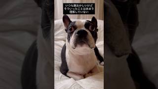 腕の向きおかしい犬 #ボストンテリア