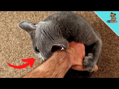 5 IMPORTANT Reasons Why Your Cat Bites You!