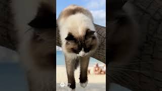 木にぶら下がって生きる猫…なぜそこで！？【AIアニメ】