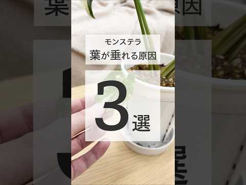 YouTube ショート動画