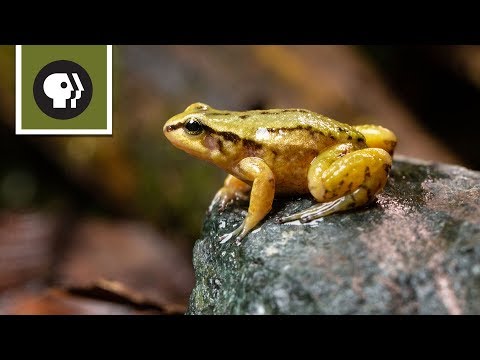 Froggy video link