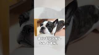 顎のせて甘えるワンコ🐶 #vlog # #shorts #フレブル #frenchie #ツンデレ 　　　　　　　　　"A dog resting its chin in affection."