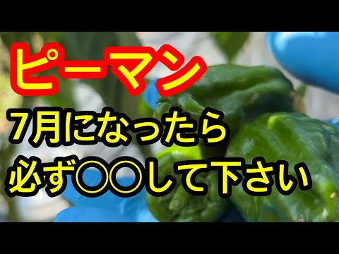 【ピーマン】7月に必ずして欲しい作業はコレです。放任栽培では秋まで収穫できないかもしれません。今のうちに必ずコレをしてあげて下さい。