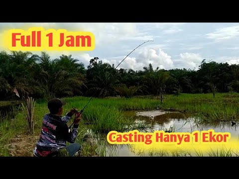 Full 1 Jam Casting 1 Ekor @donibelesrowo3299