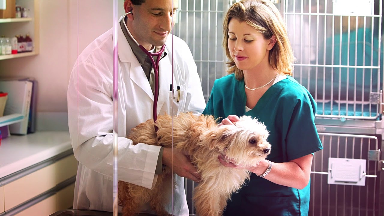 Why AAHA Accredited Is Important